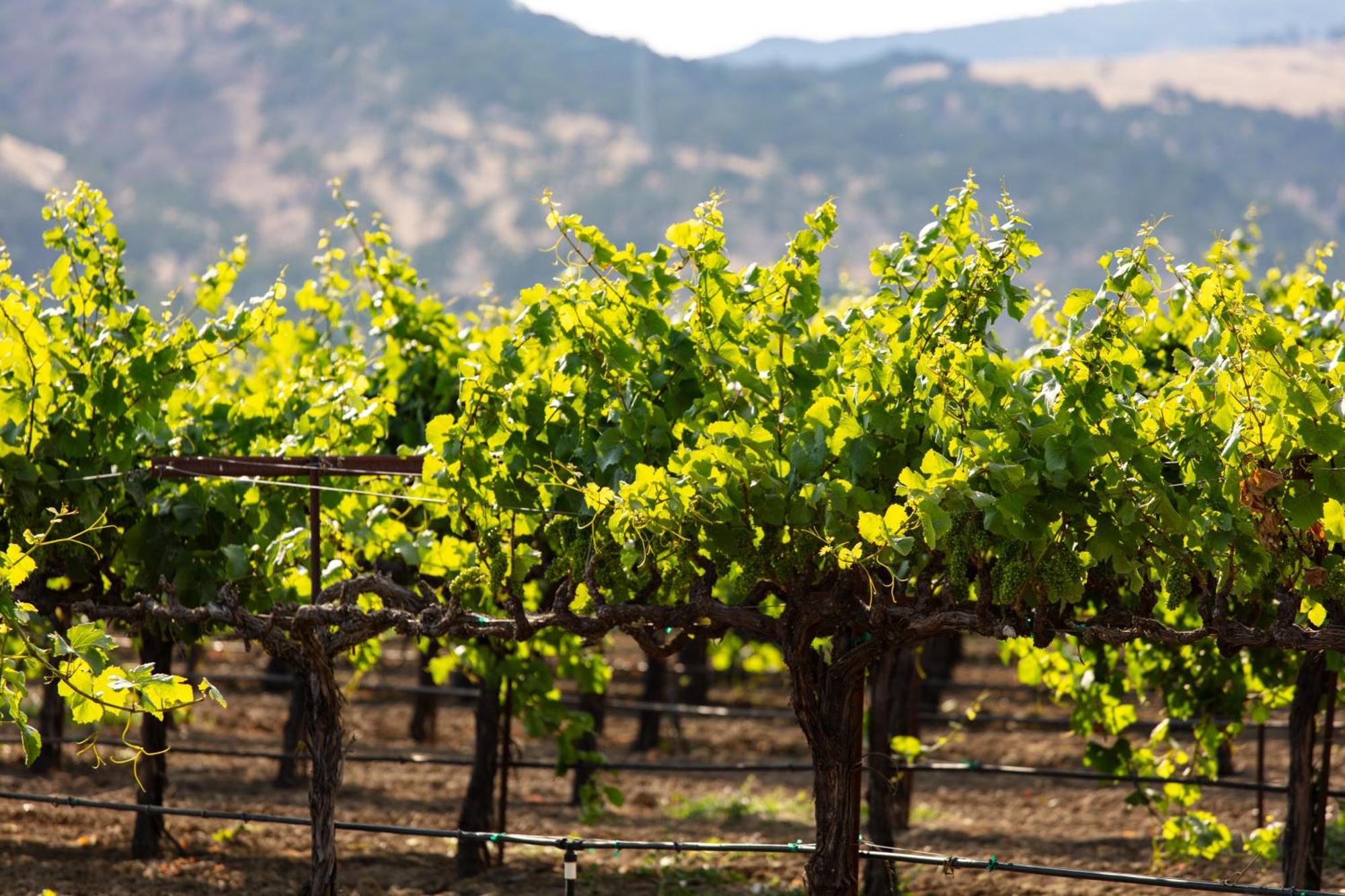 Homewood Suites By Hilton Fairfield-Napa Valley Area Cordelia Dış mekan fotoğraf