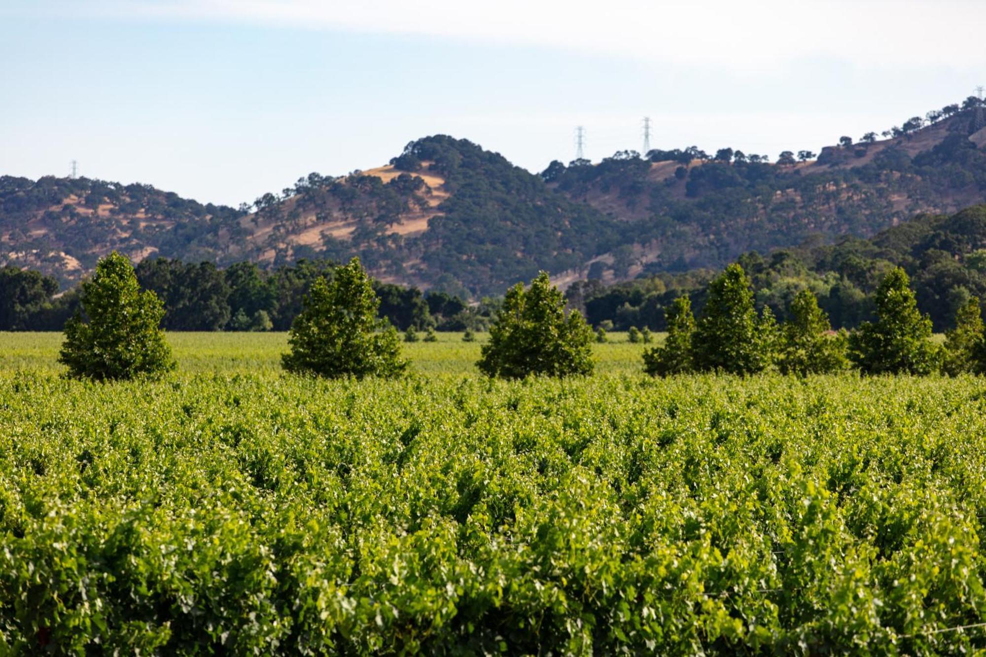 Homewood Suites By Hilton Fairfield-Napa Valley Area Cordelia Dış mekan fotoğraf